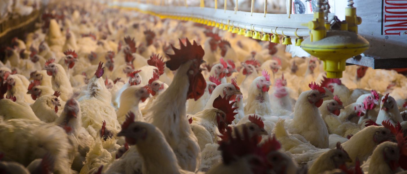 chickens in chicken house