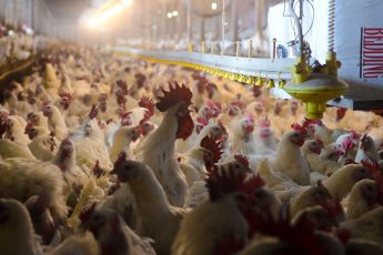 Farm Aid Applauds New Rule Bringing Transparency to Contract Poultry Industry