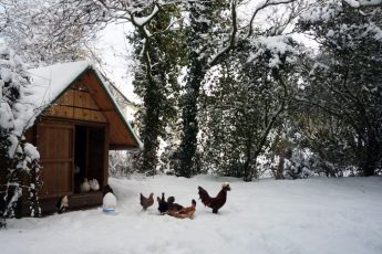 HOMEGROWN 101: Build A Pallet Wood Chicken Coop