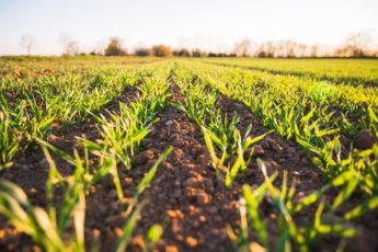 Cultivating Resilience: Farmers share stories on the struggles they face and how they are overcoming them