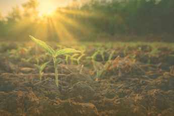 Thoughts of hope and renewal for healthy soil and clean air